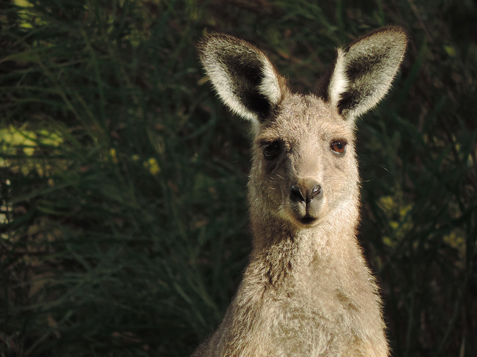 Easter Grey Kangaroo photographed by Annamaria Ratki at Grampians Paradise Camping and Caravan Parkland
